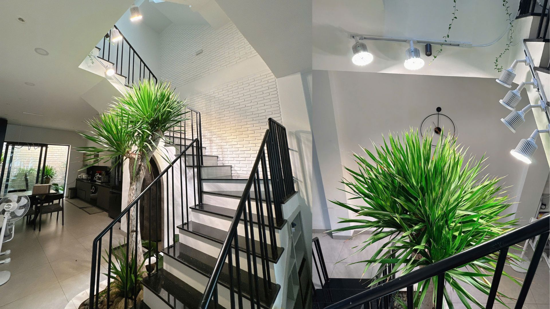 Cây Phát Tài Núi là cây gì?